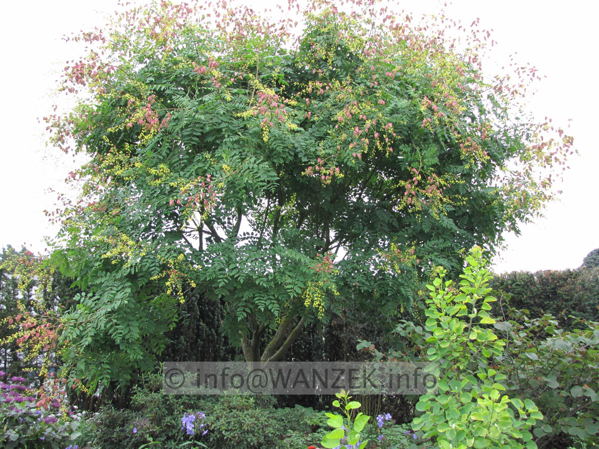 Koelreuteria paniculata 02.JPG